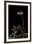 Auriscalpium Vulgare (Ear-Pick Fungus, Pinecone Mushroom, Cone Tooth)-Paul Starosta-Framed Premium Photographic Print