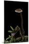 Auriscalpium Vulgare (Ear-Pick Fungus, Pinecone Mushroom, Cone Tooth)-Paul Starosta-Mounted Photographic Print