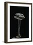 Auriscalpium Vulgare (Ear-Pick Fungus, Pinecone Mushroom, Cone Tooth)-Paul Starosta-Framed Photographic Print