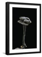 Auriscalpium Vulgare (Ear-Pick Fungus, Pinecone Mushroom, Cone Tooth)-Paul Starosta-Framed Photographic Print