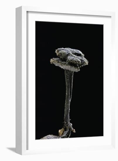 Auriscalpium Vulgare (Ear-Pick Fungus, Pinecone Mushroom, Cone Tooth)-Paul Starosta-Framed Photographic Print