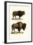 Aurochs, 1824-Karl Joseph Brodtmann-Framed Giclee Print