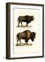 Aurochs, 1824-Karl Joseph Brodtmann-Framed Premium Giclee Print