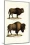 Aurochs, 1824-Karl Joseph Brodtmann-Mounted Premium Giclee Print