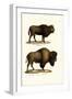 Aurochs, 1824-Karl Joseph Brodtmann-Framed Giclee Print