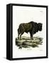 Aurochs-null-Framed Stretched Canvas