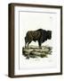 Aurochs-null-Framed Giclee Print