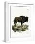 Aurochs-null-Framed Giclee Print