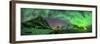 Aurora borealis above Kliptinden mountains, Senja, Norway-Panoramic Images-Framed Photographic Print