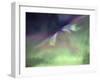 Aurora Borealis And Big Dipper Burst, Canada-Stocktrek Images-Framed Photographic Print