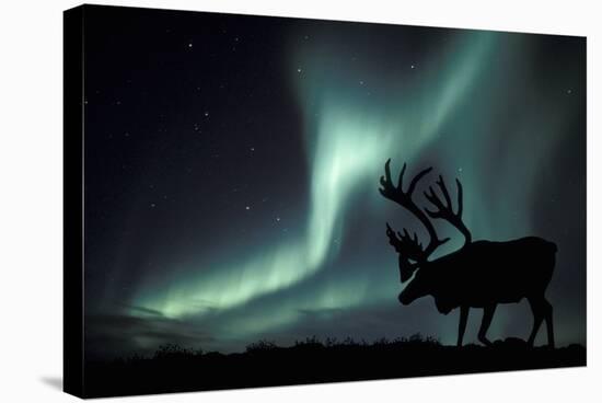 Aurora Borealis And Caribou-Kaj Svensson-Stretched Canvas