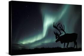 Aurora Borealis And Caribou-Kaj Svensson-Stretched Canvas