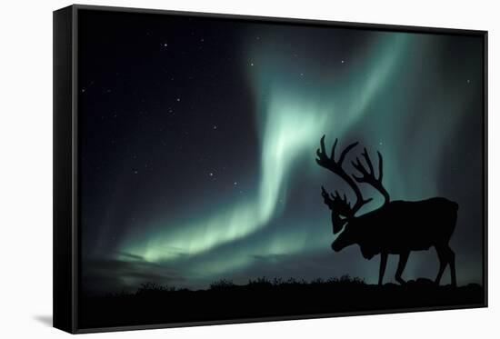 Aurora Borealis And Caribou-Kaj Svensson-Framed Stretched Canvas