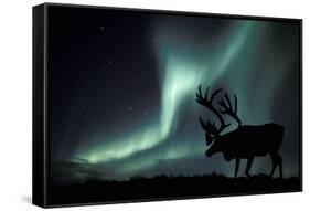 Aurora Borealis And Caribou-Kaj Svensson-Framed Stretched Canvas