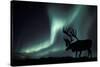 Aurora Borealis And Caribou-Kaj Svensson-Stretched Canvas