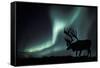 Aurora Borealis And Caribou-Kaj Svensson-Framed Stretched Canvas