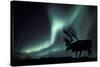 Aurora Borealis And Caribou-Kaj Svensson-Stretched Canvas