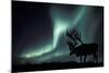 Aurora Borealis And Caribou-Kaj Svensson-Mounted Photographic Print