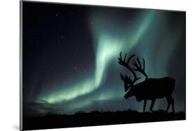 Aurora Borealis And Caribou-Kaj Svensson-Mounted Photographic Print