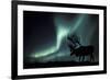 Aurora Borealis And Caribou-Kaj Svensson-Framed Photographic Print