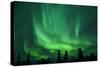 Aurora Borealis at Chena Hot Springs, Fairbanks, Alaska, Usa-Christian Heeb-Stretched Canvas