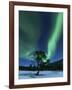 Aurora Borealis, Forramarka, Troms, Norway-Stocktrek Images-Framed Photographic Print