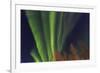 Aurora borealis, Northern Lights, near Fairbanks, Alaska-Stuart Westmorland-Framed Photographic Print