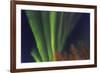 Aurora borealis, Northern Lights, near Fairbanks, Alaska-Stuart Westmorland-Framed Photographic Print