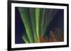 Aurora borealis, Northern Lights, near Fairbanks, Alaska-Stuart Westmorland-Framed Photographic Print