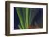 Aurora borealis, Northern Lights, near Fairbanks, Alaska-Stuart Westmorland-Framed Photographic Print