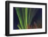 Aurora borealis, Northern Lights, near Fairbanks, Alaska-Stuart Westmorland-Framed Photographic Print