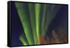 Aurora borealis, Northern Lights, near Fairbanks, Alaska-Stuart Westmorland-Framed Stretched Canvas