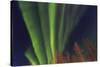 Aurora borealis, Northern Lights, near Fairbanks, Alaska-Stuart Westmorland-Stretched Canvas