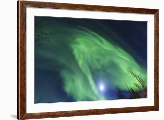 Aurora borealis, Northern Lights, near Fairbanks, Alaska-Stuart Westmorland-Framed Premium Photographic Print