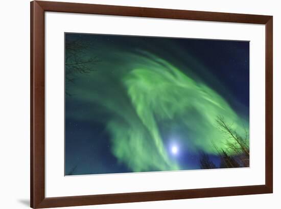 Aurora borealis, Northern Lights, near Fairbanks, Alaska-Stuart Westmorland-Framed Premium Photographic Print