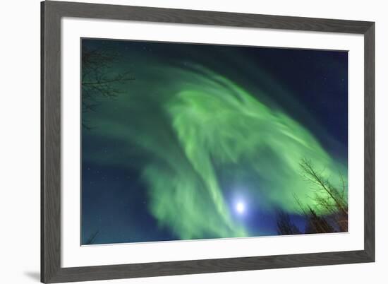 Aurora borealis, Northern Lights, near Fairbanks, Alaska-Stuart Westmorland-Framed Premium Photographic Print