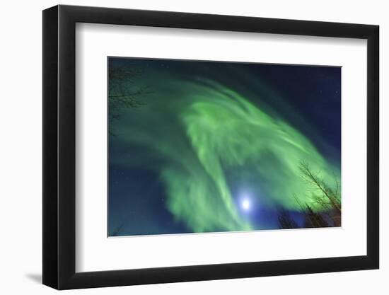 Aurora borealis, Northern Lights, near Fairbanks, Alaska-Stuart Westmorland-Framed Photographic Print