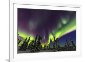 Aurora borealis, northern lights, near Fairbanks, Alaska-Stuart Westmorland-Framed Premium Photographic Print