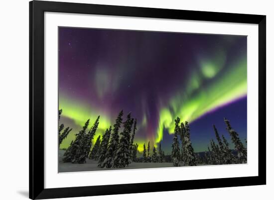 Aurora borealis, northern lights, near Fairbanks, Alaska-Stuart Westmorland-Framed Premium Photographic Print