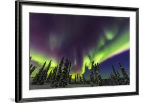 Aurora borealis, northern lights, near Fairbanks, Alaska-Stuart Westmorland-Framed Premium Photographic Print