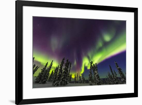 Aurora borealis, northern lights, near Fairbanks, Alaska-Stuart Westmorland-Framed Premium Photographic Print