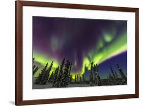 Aurora borealis, northern lights, near Fairbanks, Alaska-Stuart Westmorland-Framed Premium Photographic Print