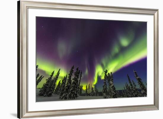 Aurora borealis, northern lights, near Fairbanks, Alaska-Stuart Westmorland-Framed Premium Photographic Print