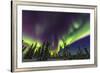 Aurora borealis, northern lights, near Fairbanks, Alaska-Stuart Westmorland-Framed Premium Photographic Print