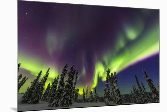 Aurora borealis, northern lights, near Fairbanks, Alaska-Stuart Westmorland-Mounted Premium Photographic Print