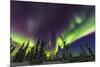 Aurora borealis, northern lights, near Fairbanks, Alaska-Stuart Westmorland-Mounted Premium Photographic Print