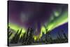 Aurora borealis, northern lights, near Fairbanks, Alaska-Stuart Westmorland-Stretched Canvas