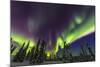 Aurora borealis, northern lights, near Fairbanks, Alaska-Stuart Westmorland-Mounted Photographic Print