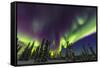 Aurora borealis, northern lights, near Fairbanks, Alaska-Stuart Westmorland-Framed Stretched Canvas