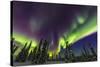 Aurora borealis, northern lights, near Fairbanks, Alaska-Stuart Westmorland-Stretched Canvas